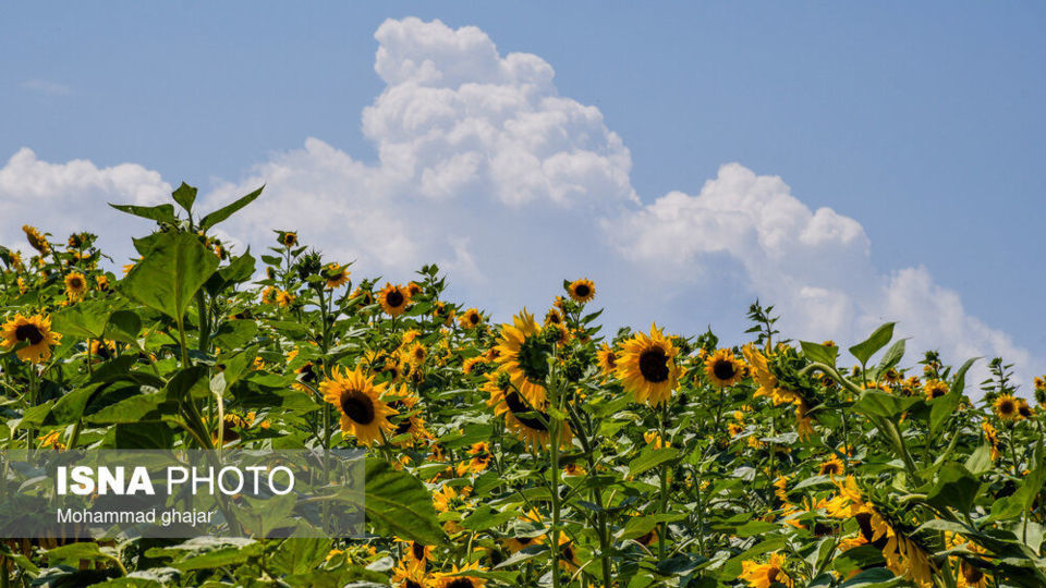 گلیداغ دشت گلهای آفتابگردان گلیداغ دشت گلهای آفتابگردان