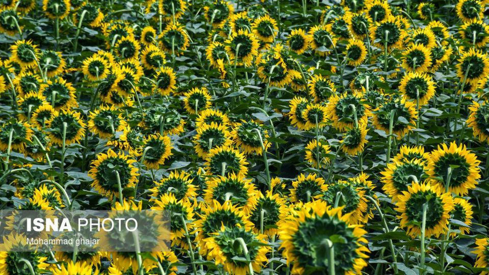 گلیداغ دشت گلهای آفتابگردان گلیداغ دشت گلهای آفتابگردان