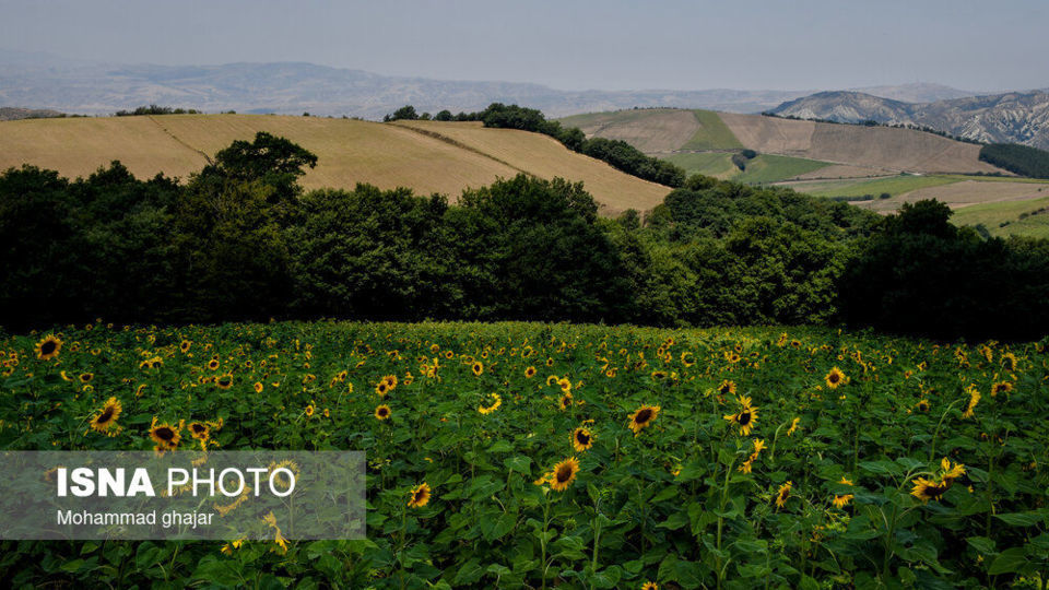 گلیداغ دشت گلهای آفتابگردان گلیداغ دشت گلهای آفتابگردان