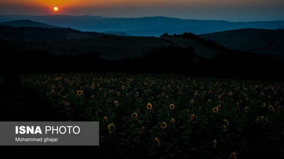 گلیداغ دشت گلهای آفتابگردان گلیداغ دشت گلهای آفتابگردان