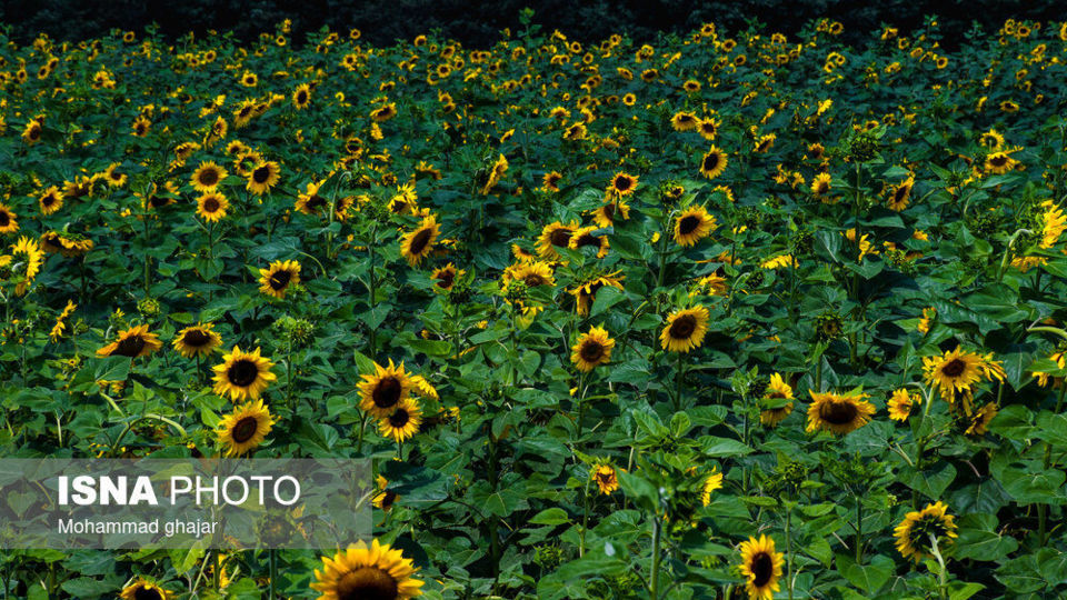 گلیداغ دشت گلهای آفتابگردان گلیداغ دشت گلهای آفتابگردان