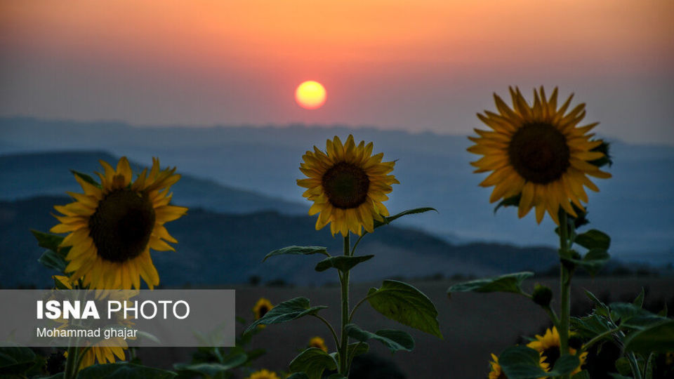 گلیداغ دشت گلهای آفتابگردان گلیداغ دشت گلهای آفتابگردان