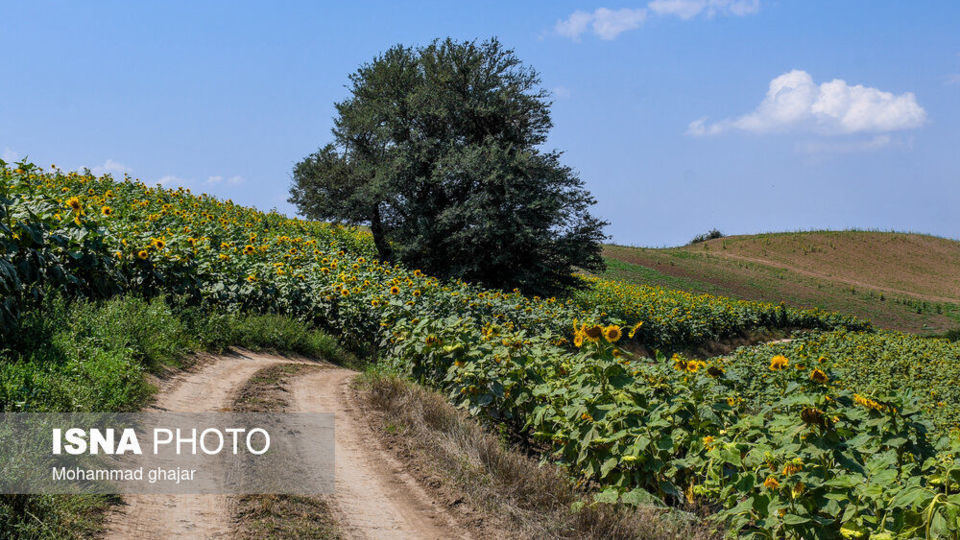 گلیداغ دشت گلهای آفتابگردان گلیداغ دشت گلهای آفتابگردان