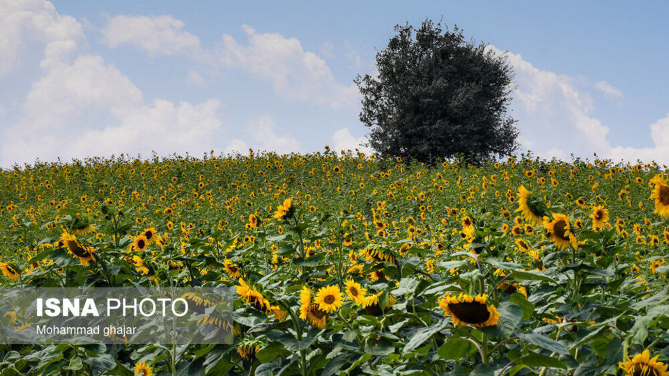گلیداغ دشت گلهای آفتابگردان گلیداغ دشت گلهای آفتابگردان