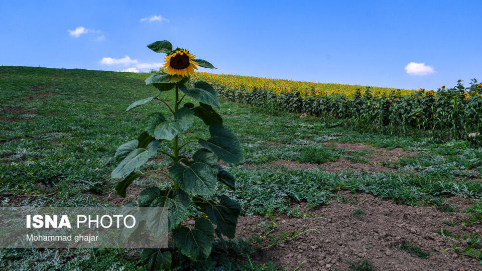 گلیداغ دشت گلهای آفتابگردان گلیداغ دشت گلهای آفتابگردان