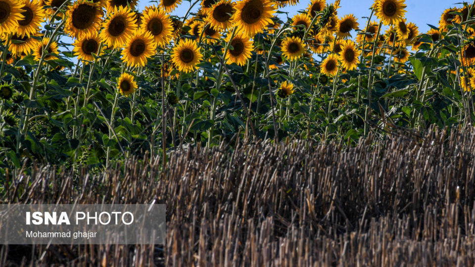گلیداغ دشت گلهای آفتابگردان گلیداغ دشت گلهای آفتابگردان