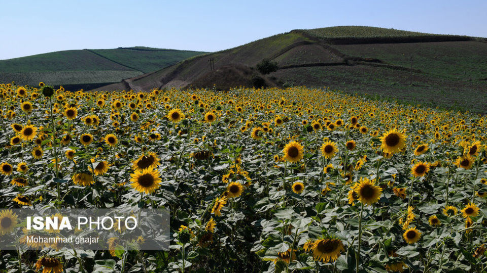 گلیداغ دشت گلهای آفتابگردان گلیداغ دشت گلهای آفتابگردان