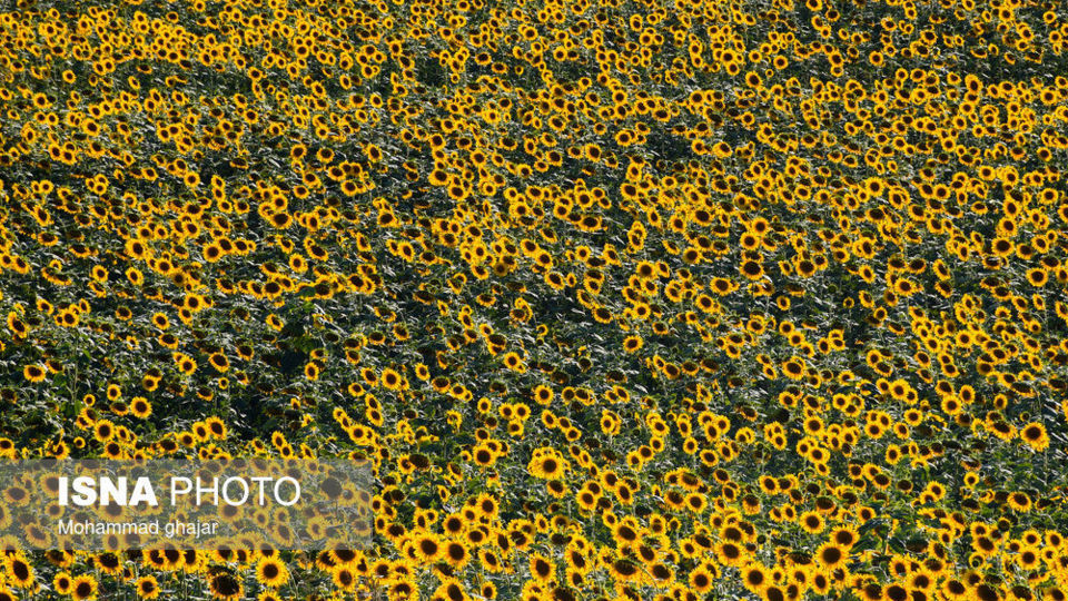 گلیداغ دشت گلهای آفتابگردان گلیداغ دشت گلهای آفتابگردان