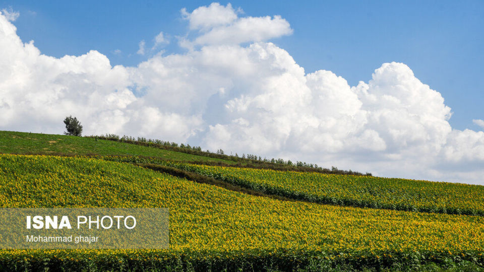 گلیداغ دشت گلهای آفتابگردان گلیداغ دشت گلهای آفتابگردان