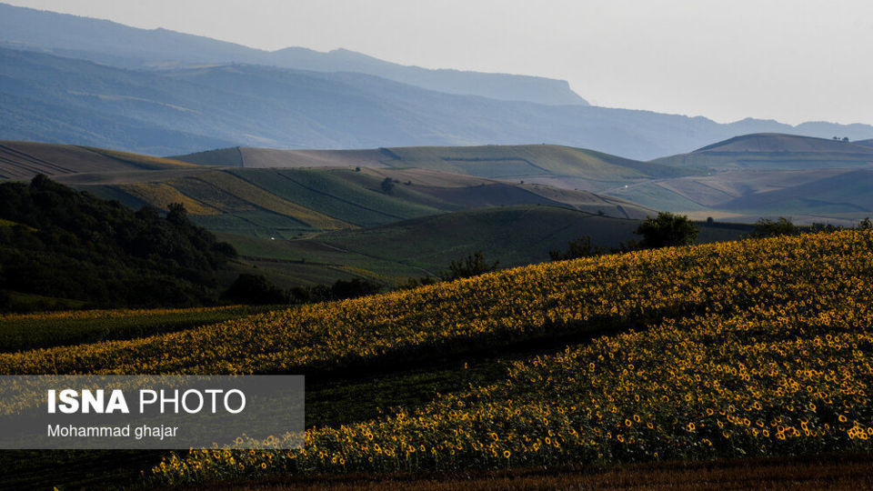 گلیداغ دشت گلهای آفتابگردان گلیداغ دشت گلهای آفتابگردان