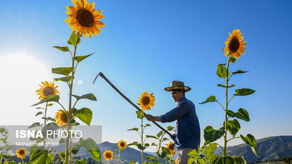 گلیداغ دشت گلهای آفتابگردان گلیداغ دشت گلهای آفتابگردان
