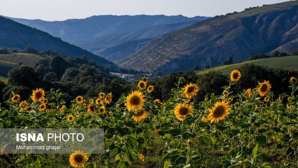 گلیداغ دشت گلهای آفتابگردان گلیداغ دشت گلهای آفتابگردان
