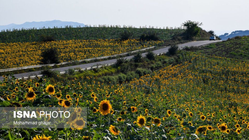 گلیداغ دشت گلهای آفتابگردان گلیداغ دشت گلهای آفتابگردان