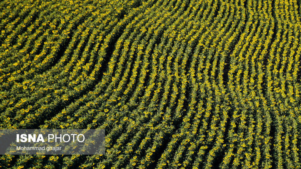 گلیداغ دشت گلهای آفتابگردان گلیداغ دشت گلهای آفتابگردان
