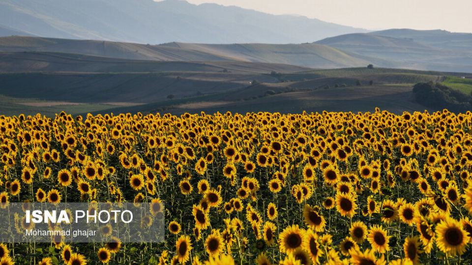 گلیداغ دشت گلهای آفتابگردان گلیداغ دشت گلهای آفتابگردان