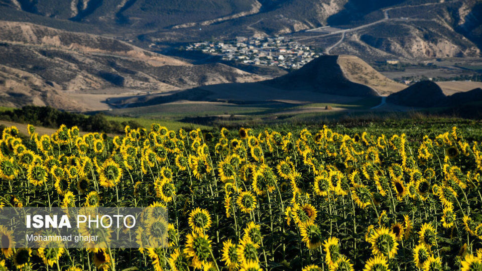گلیداغ دشت گلهای آفتابگردان گلیداغ دشت گلهای آفتابگردان