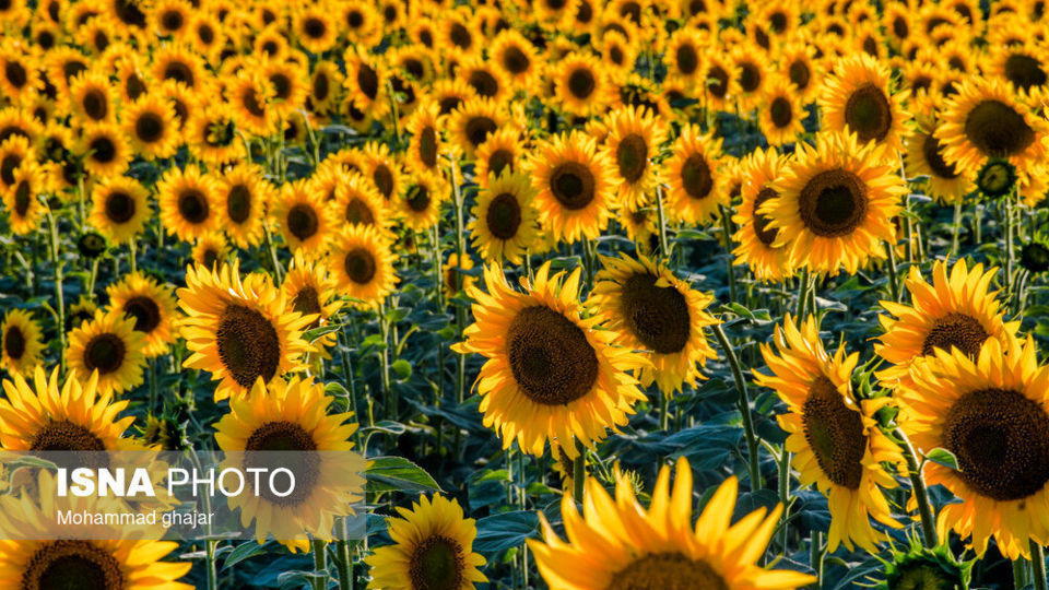 گلیداغ دشت گلهای آفتابگردان گلیداغ دشت گلهای آفتابگردان