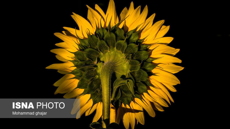 گلیداغ دشت گلهای آفتابگردان گلیداغ دشت گلهای آفتابگردان