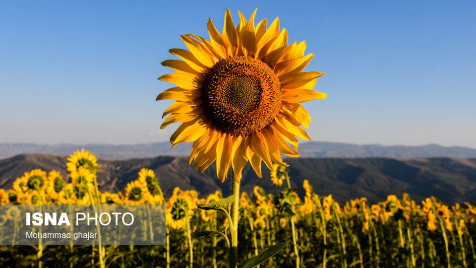 گلیداغ دشت گلهای آفتابگردان گلیداغ دشت گلهای آفتابگردان