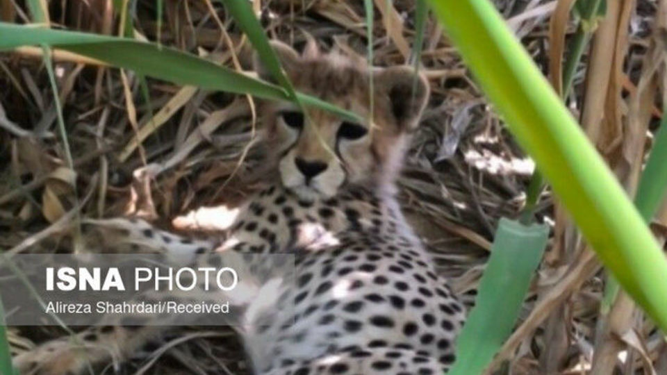 آخرین وضعیت «پیروز» در 5 ماهگی و تکذیب دزدیده‌شدن