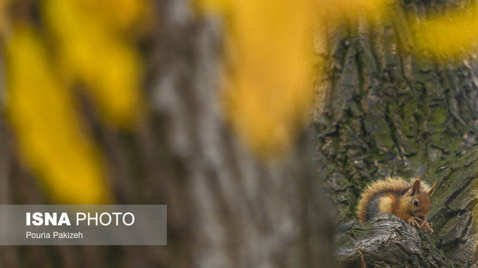 خزان در کوچه باغهای همدان خزان در کوچه باغهای همدان