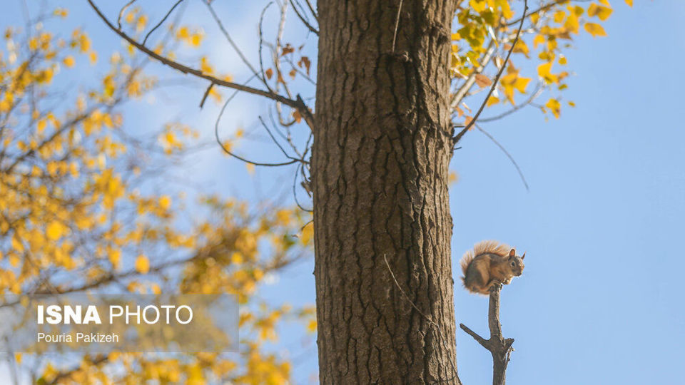 خزان در کوچه باغهای همدان خزان در کوچه باغهای همدان