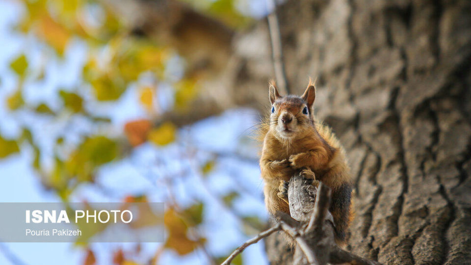 خزان در کوچه باغهای همدان خزان در کوچه باغهای همدان