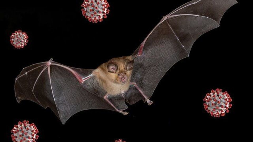 ویروس عامل کووید-۱۹ هنوز بین گونهها قابل انتقال است ویروس عامل کووید-۱۹ هنوز بین گونهها قابل انتقال است