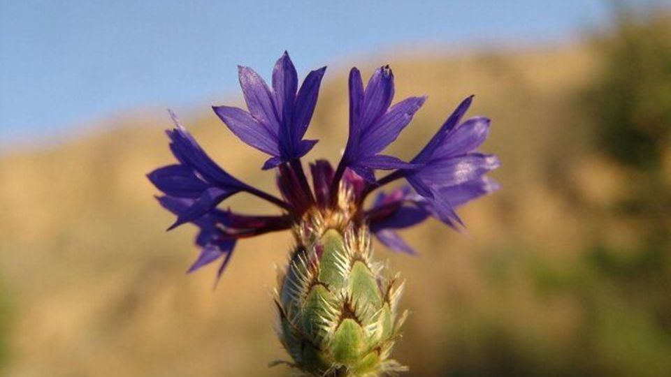 سلامت کبد با گل گندم سلامت کبد با گل گندم