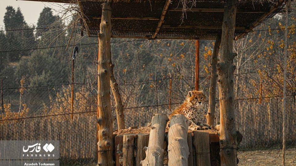 ۹ ماهگی پیروز، یوزپلنگ ایرانی ۹ ماهگی پیروز، یوزپلنگ ایرانی