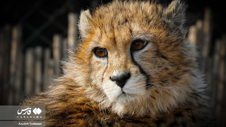 ۹ ماهگی پیروز، یوزپلنگ ایرانی ۹ ماهگی پیروز، یوزپلنگ ایرانی