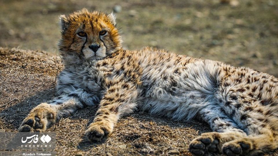 ۹ ماهگی پیروز، یوزپلنگ ایرانی ۹ ماهگی پیروز، یوزپلنگ ایرانی