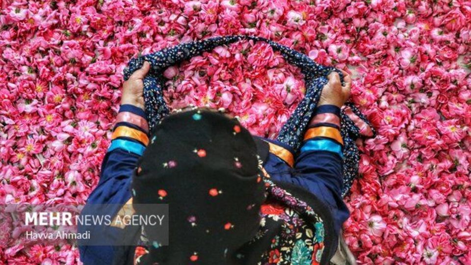 ارسال پرونده گلابگیری سنتی به یونسکو ارسال پرونده گلابگیری سنتی به یونسکو