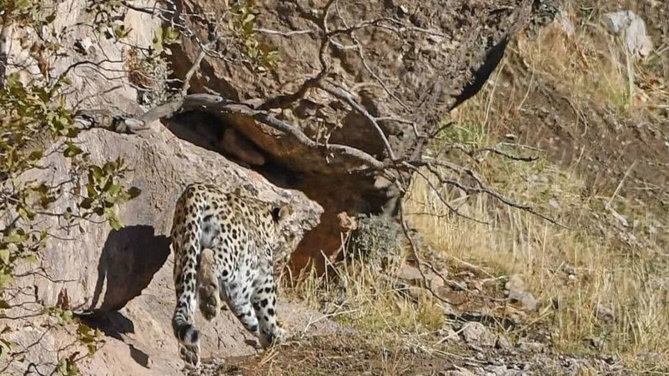 تصویر پلنگ ایرانی در چهارمحال و بختیاری ثبت شد تصویر پلنگ ایرانی در چهارمحال و بختیاری ثبت شد