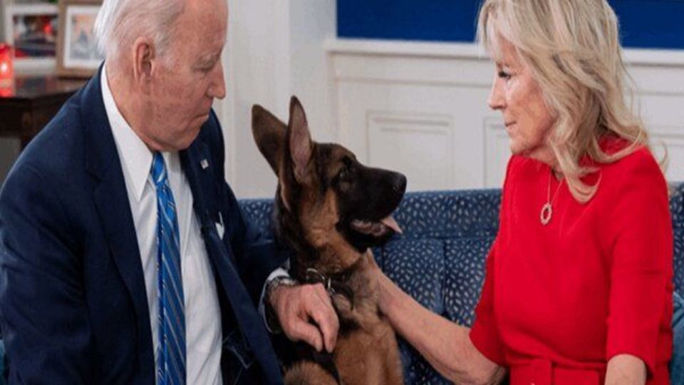 هاپو چخه بودن کار دست ژرمن داد!؛ «ژرمن شپرد» سگ بایدن از کاخ سفید اخراج شد هاپو چخه بودن کار دست ژرمن داد!؛ «ژرمن شپرد» سگ بایدن از کاخ سفید اخراج شد