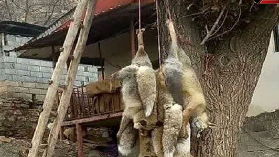 حکم شکارچی روباه صادر شد؛ 500 ساعت خدمات در محیط زیست
