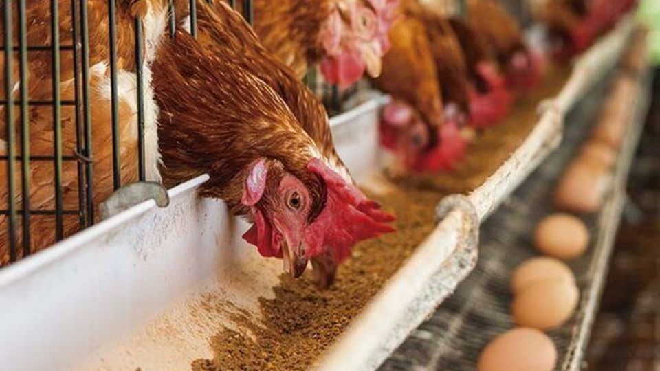 عرضه تخم‌مرغ پایین‌تر از نرخ مصوب در بازار / ضرورت حمایت از مرغداران برای مدیریت تقاضا