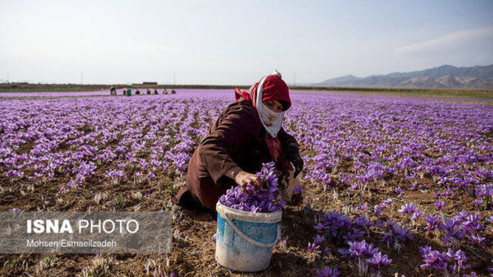 هر ماه 10 تن زعفران به خارج قاچاق می‌شود / صادرات 200 تن زعفران به 67 کشور