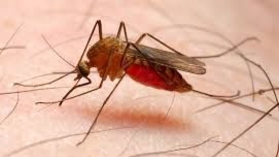 شناسایی 270 بیمار مبتلا به مالاریا در بلوچستان