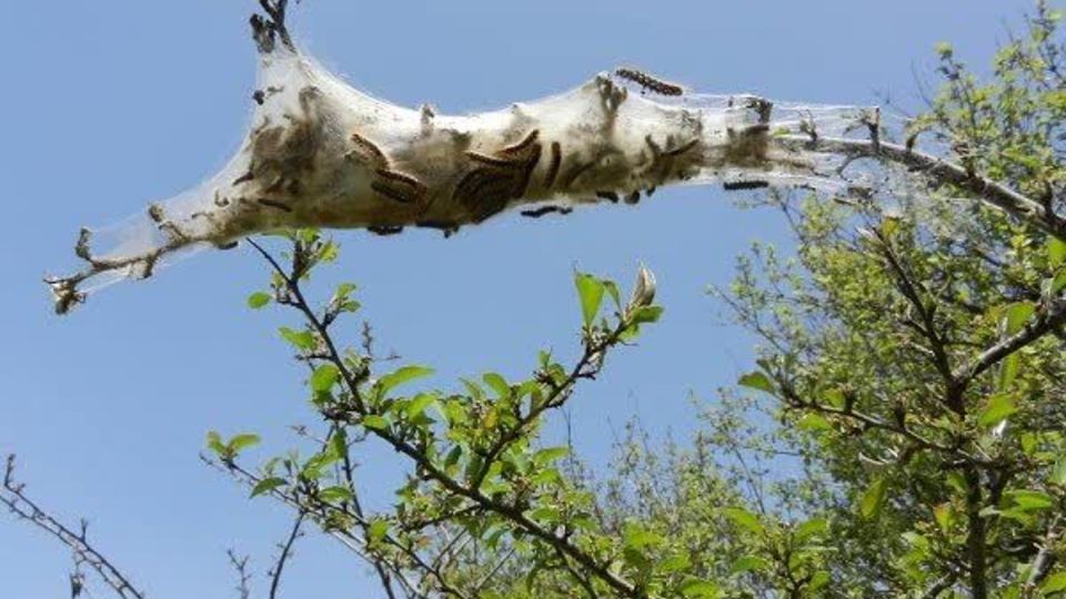 شهرداری چندین بار با منابع طبیعی درباره درختان چیتگر مکاتبه کرد