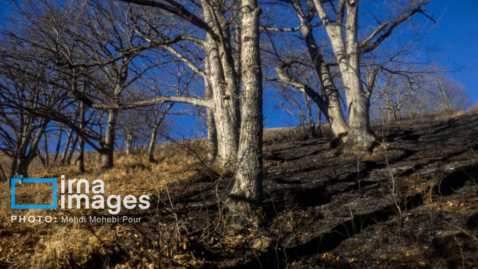 آتش‌سوزی در جنگل‌های آمل مهار شد