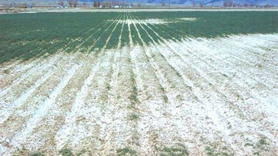 وسعت زمین‌های شور ایران به 10 میلیون هکتار رسید / با گسترش نگران‌کننده مواجهیم