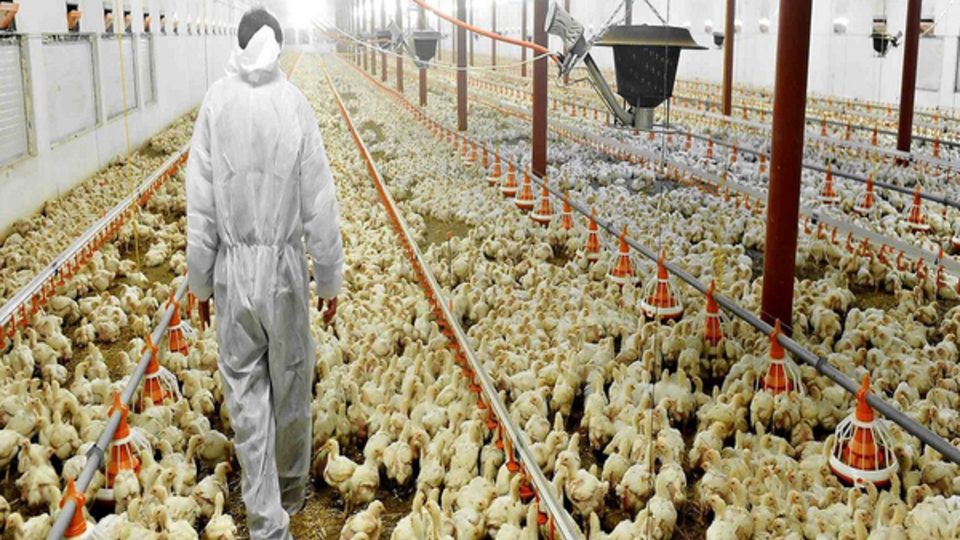 نوبت اجرای تعهد دولت پس از حذف ارز ترجیحی رسید