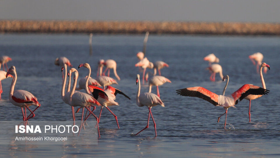 فلامینگوها میهمان آبهای گرم خلیج فارس فلامینگوها میهمان آبهای گرم خلیج فارس