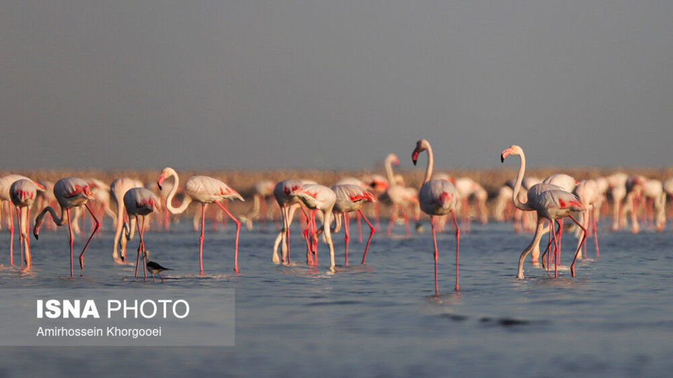 فلامینگوها میهمان آبهای گرم خلیج فارس فلامینگوها میهمان آبهای گرم خلیج فارس