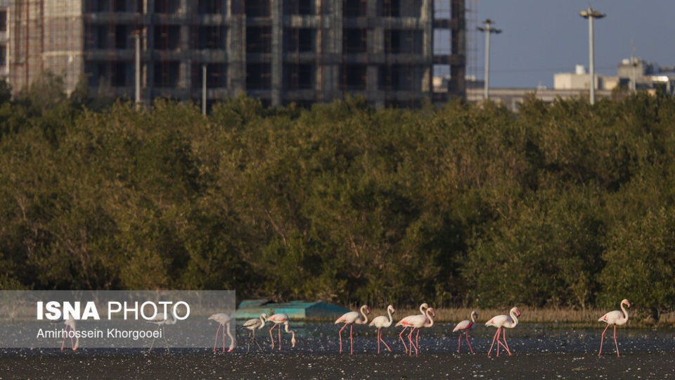 فلامینگوها میهمان آبهای گرم خلیج فارس فلامینگوها میهمان آبهای گرم خلیج فارس