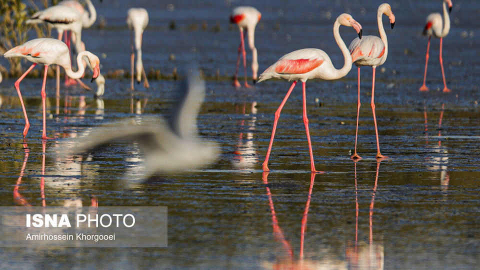 فلامینگوها میهمان آبهای گرم خلیج فارس فلامینگوها میهمان آبهای گرم خلیج فارس