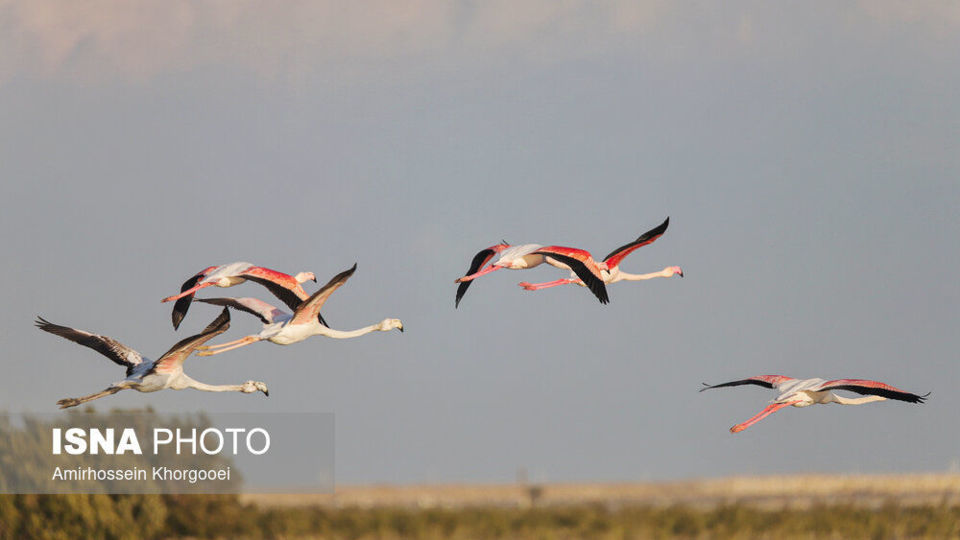 فلامینگوها میهمان آبهای گرم خلیج فارس فلامینگوها میهمان آبهای گرم خلیج فارس