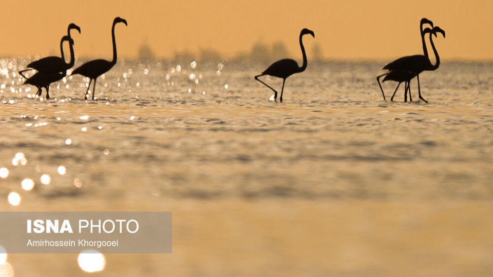 فلامینگوها میهمان آبهای گرم خلیج فارس فلامینگوها میهمان آبهای گرم خلیج فارس