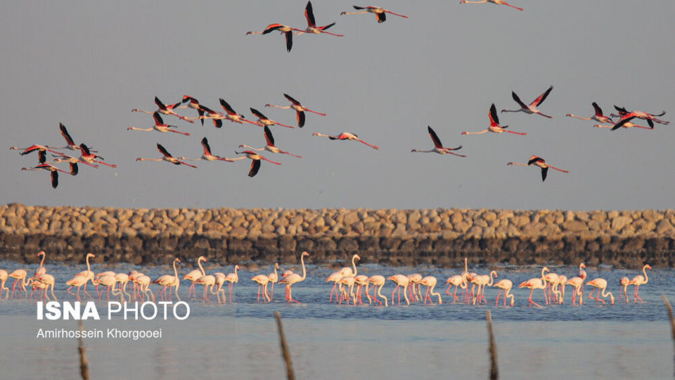 فلامینگوها میهمان آبهای گرم خلیج فارس فلامینگوها میهمان آبهای گرم خلیج فارس
